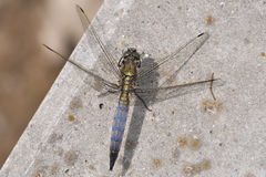 Orthetrum cancellatum